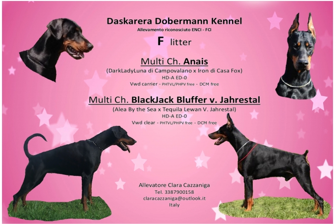 Disponibili cuccioli nati il 17/03/18 - Daskarera Dobermann Kennel